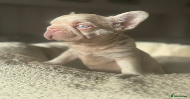 French Bulldog dogs - Advert 2