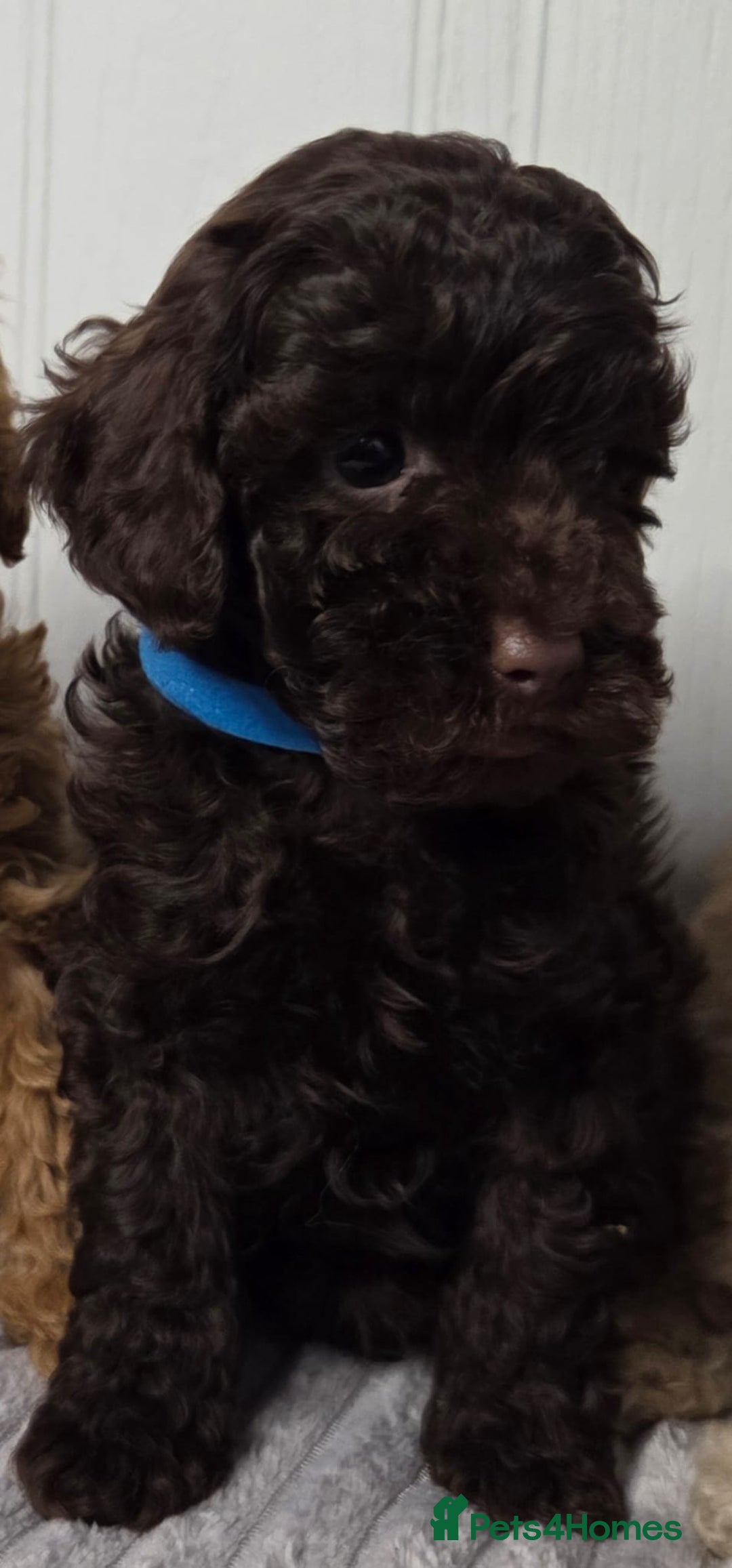 Toy Poodle dogs for sale: Exquisite Toy Poodle Pup - Fully Health Tested  in Gravesend - Image 6