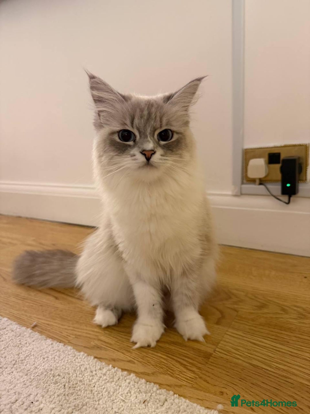 Siberian cats for sale: Rare Siberian Cats Available😻💯 - Advert 37