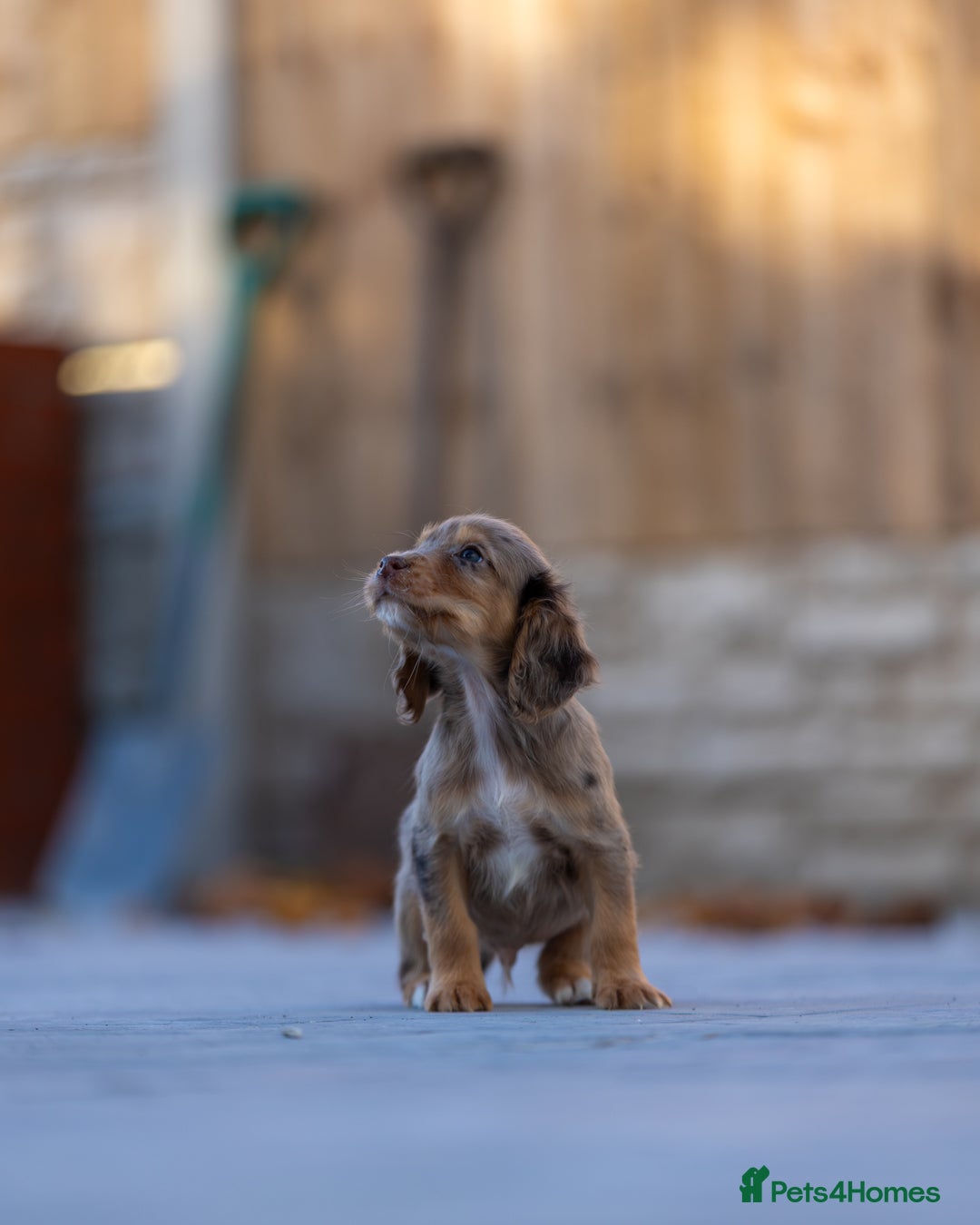 Cocker Spaniel dogs for sale: Cocker spaniel puppies  - Advert 15