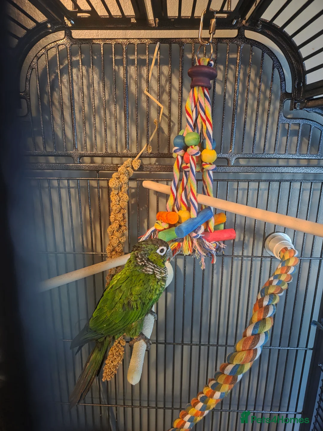 Conures birds for sale: Conure for sale  - Advert 3