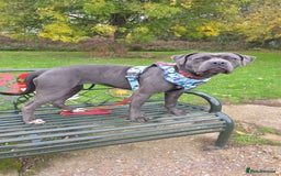 Mixed Breed dogs for sale: Cane corso  - Image 1