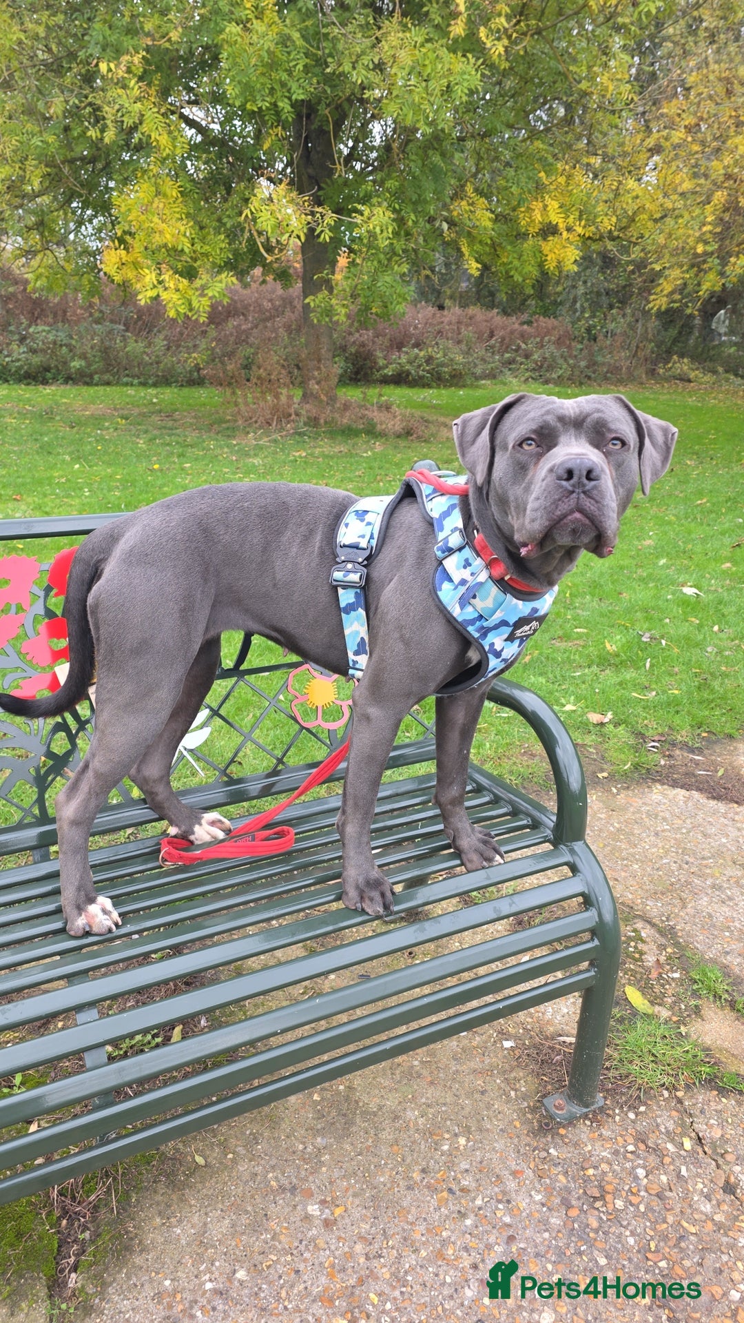 Mixed Breed dogs for sale: Cane corso  - Image 1
