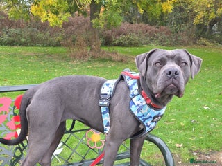 Mixed Breed dogs for sale - Advert 1