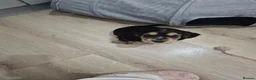 Cocker Spaniel dogs for sale: ​Gorgeous Cocker Spaniel Puppies Sna health tested - Advert 24