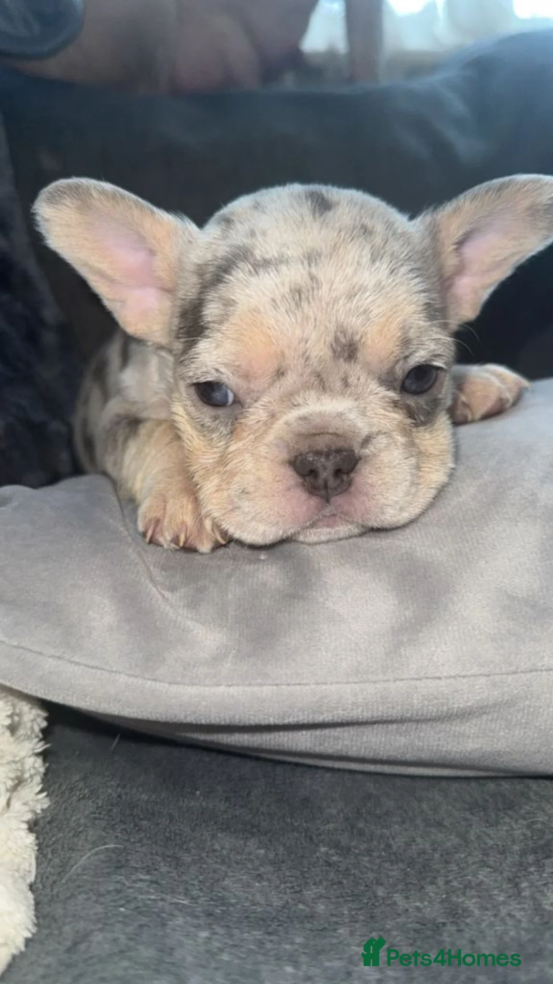 French Bulldog dogs for sale: Stunning French Bulldog Puppies in London - Advert 3