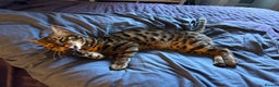 Bengal cats for stud: Stunning Bengal for stud - Advert 7