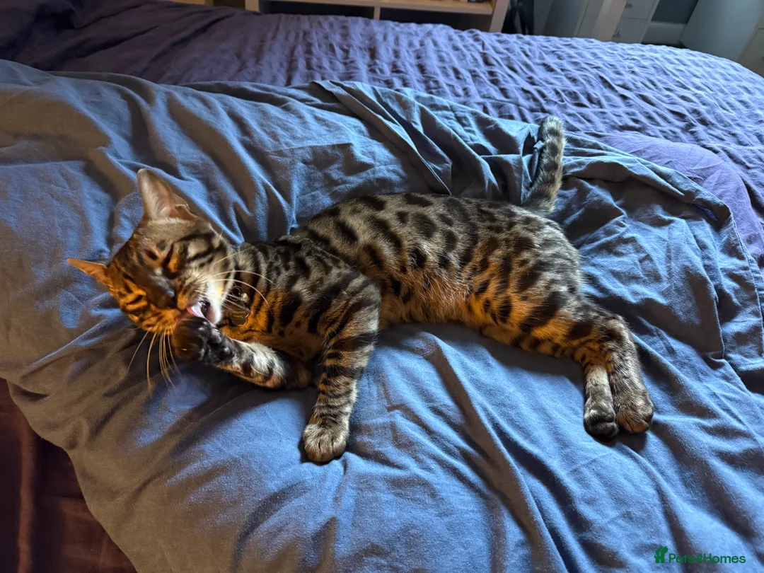 Bengal cats for stud: Stunning Bengal for stud - Advert 7