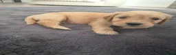 Goldendoodle dogs for sale: Beautiful strong puppy’s  - Advert 11