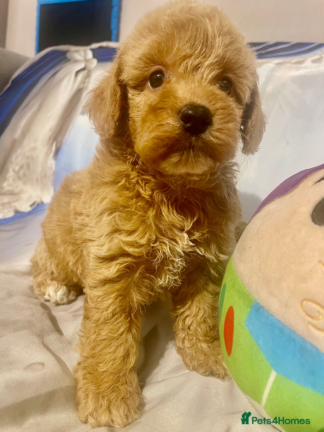 Cavapoo dogs for sale: Red cavapoo’s - Image 7