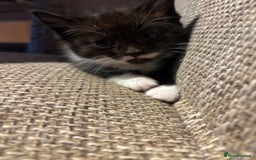 British Shorthair cats for sale: 3 x beautiful girls ready to go 8th November  - Image 2