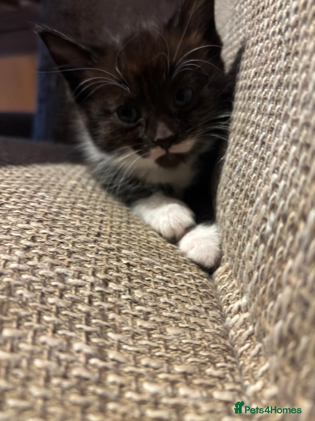 British Shorthair cats for sale: 3 x beautiful girls ready to go 8th November  - Image 2