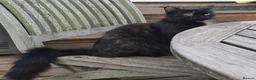 Mixed Breed cats for sale: Cute fuzzy kittens  - Advert 1