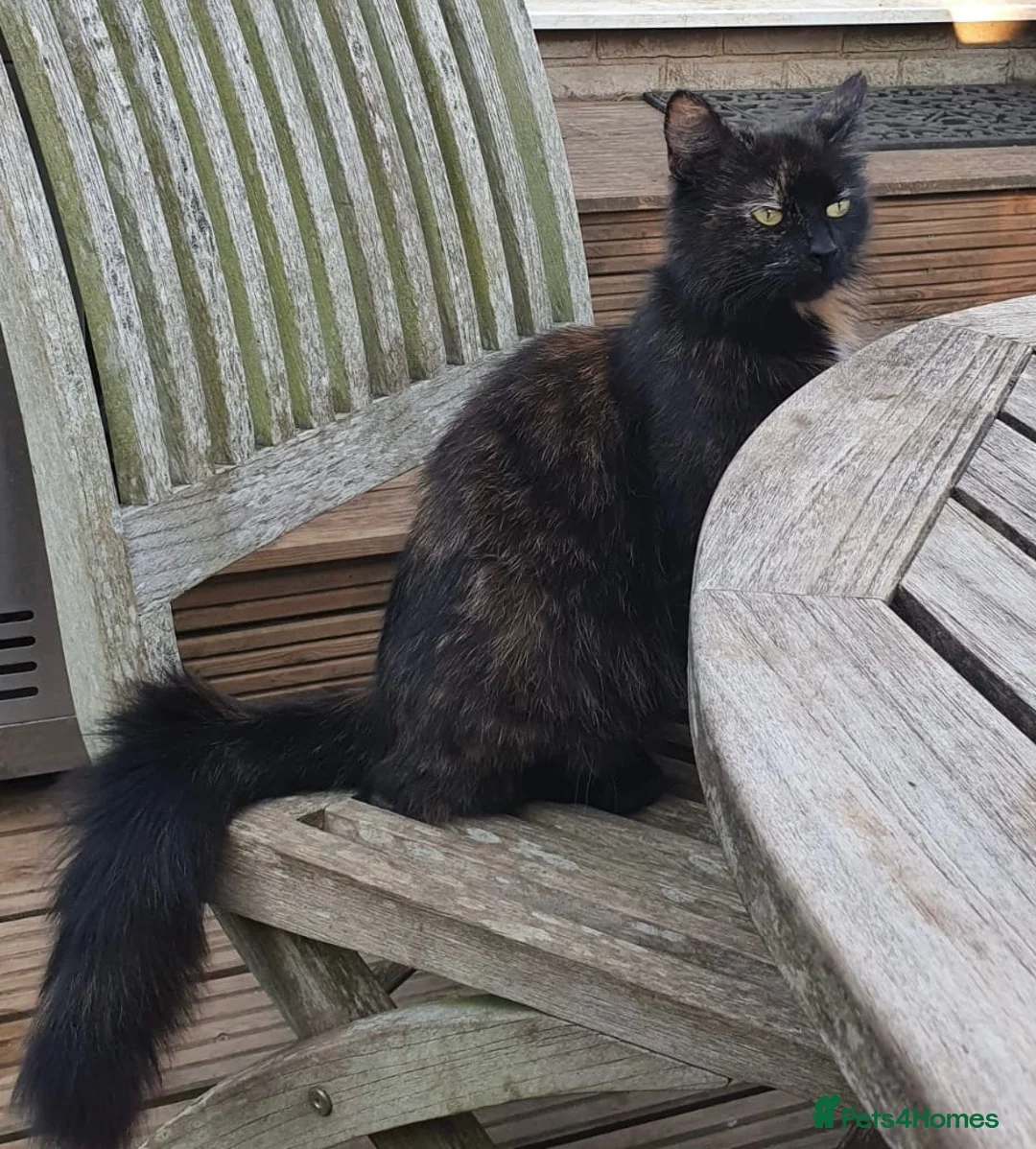 Mixed Breed cats for sale: Cute fuzzy kittens  - Advert 1