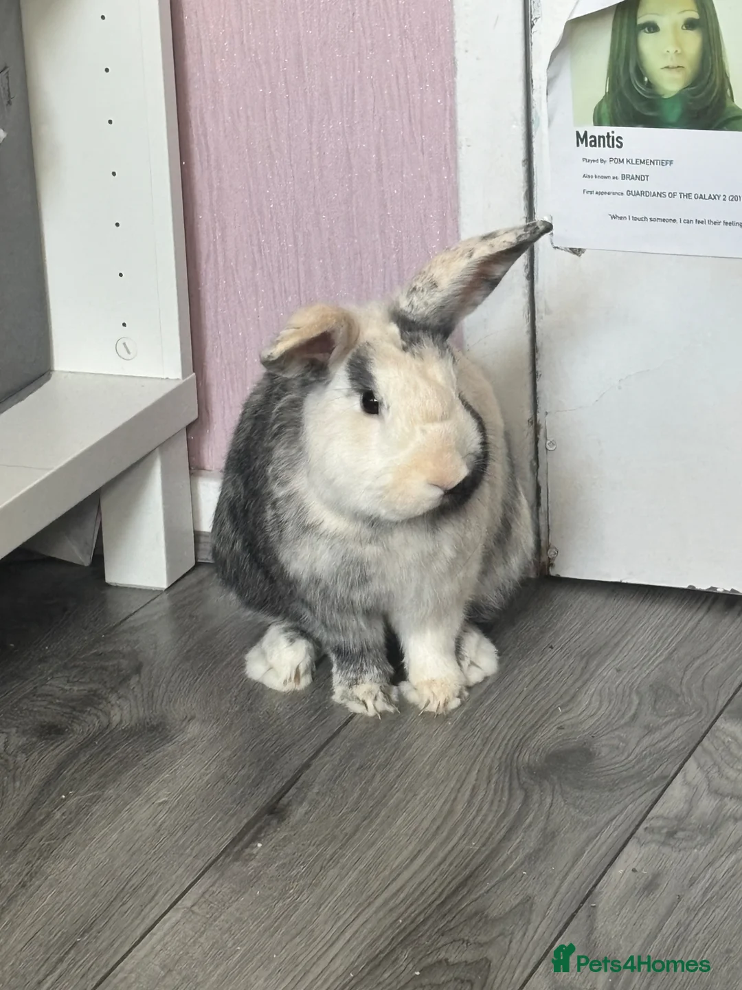 Mixed Breed rabbits for sale: Clangus in Glasgow - Advert 2