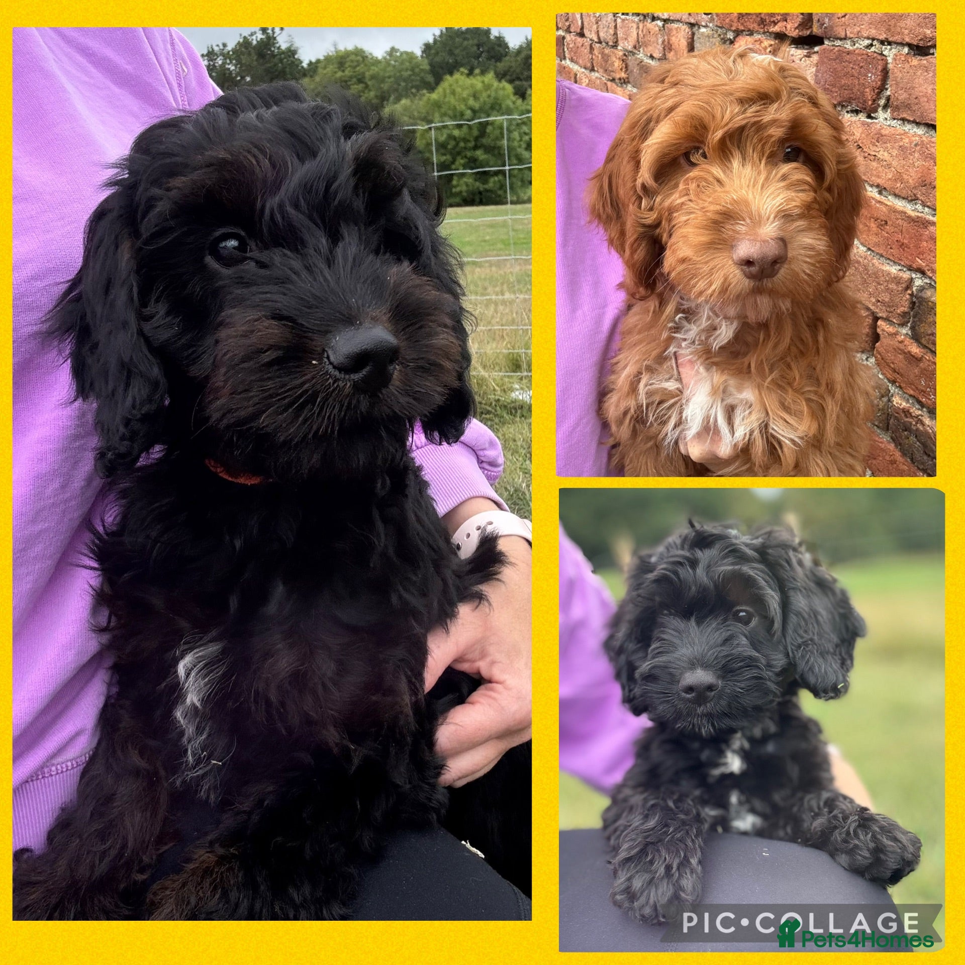 Cockapoo dogs Stunning Health Tested F1 Cockapoos KC parents  - Advert 14
