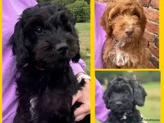Cockapoo dogs Stunning Health Tested F1 Cockapoos KC parents - Advert 14