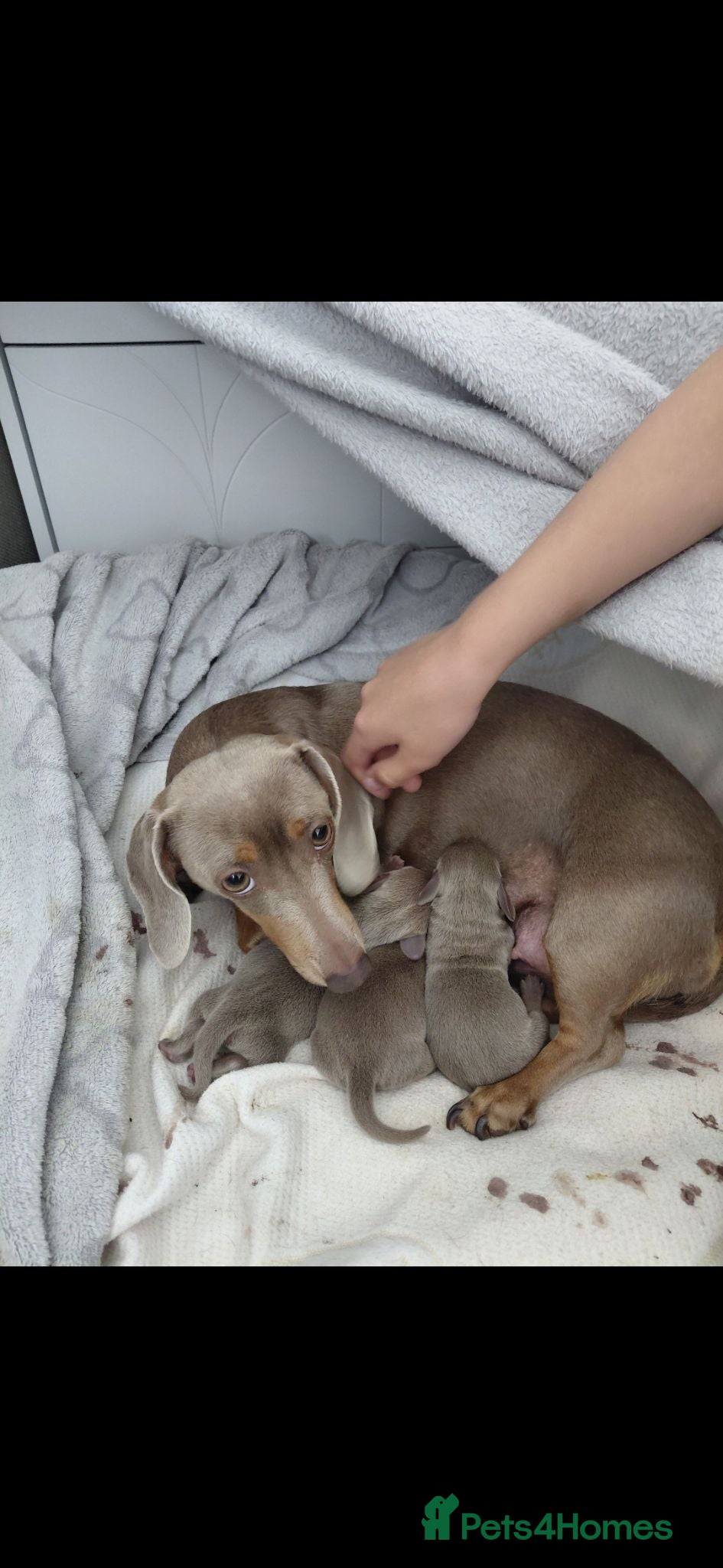 Dachshund dogs KC Registered Isabella & Tan Dachshund Puppies - Advert 2