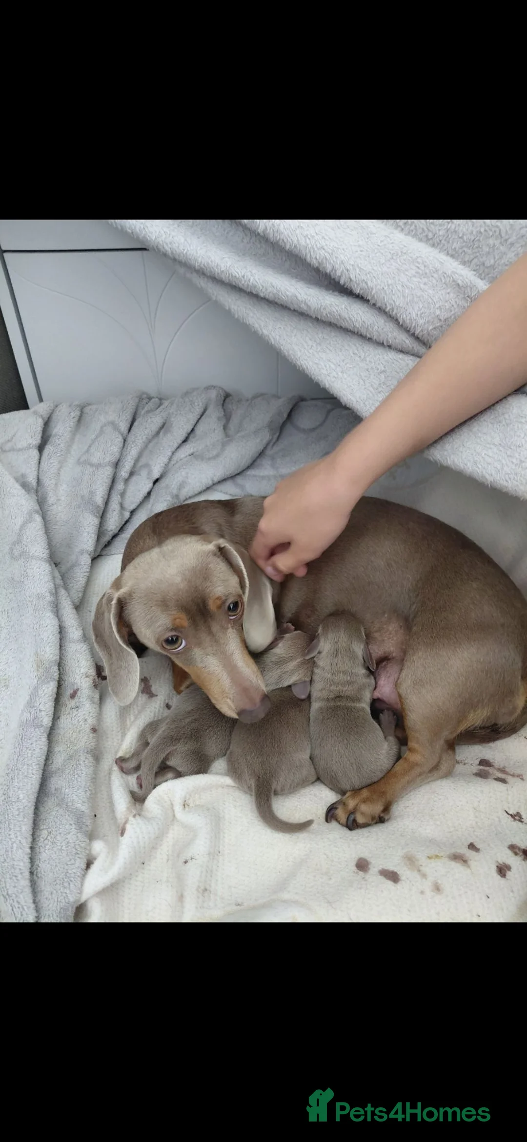 Dachshund dogs for sale: KC Registered Isabella & Tan Dachshund Puppies - Advert 1