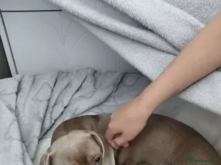 Dachshund dogs Stunning Dachshund Puppies - Advert 9
