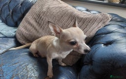 Chihuahua dogs for sale: Chihuahua pups for sale - Image 8
