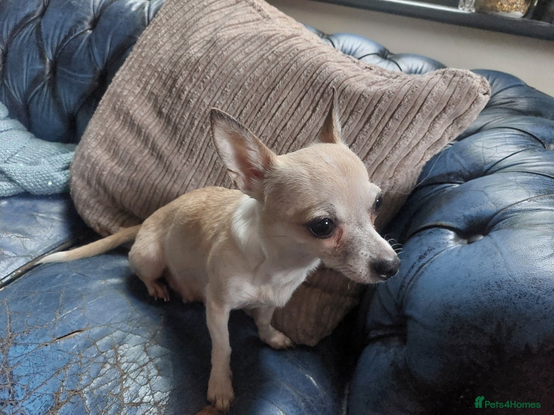 Chihuahua dogs for sale: Chihuahua pups for sale - Image 8