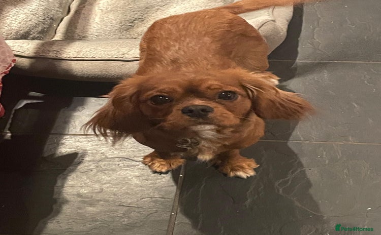 Cavalier King Charles Spaniel dogs - Advert 2