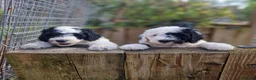 Sheepadoodle dogs for sale: Beautiful F1 Sheepadoodles  - Advert 9