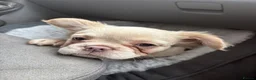 French Bulldog dogs for sale: Fluffy French bulldog - Advert 6