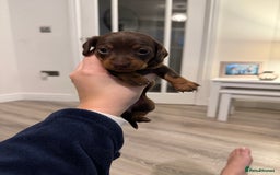 Miniature Dachshund dogs for sale: Miniature dachshund puppies. KC REG, PRA CLEAR 🥰 - Advert 2