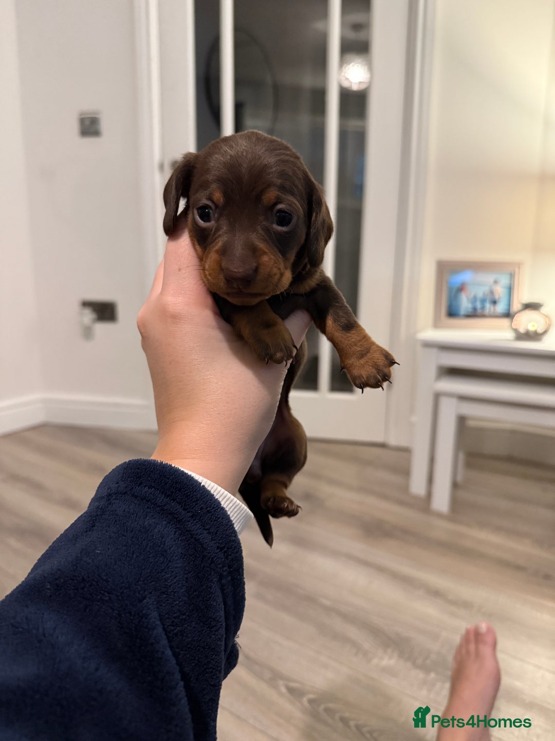 Miniature Dachshund dogs for sale: Miniature dachshund puppies. KC REG, PRA CLEAR 🥰 - Advert 2
