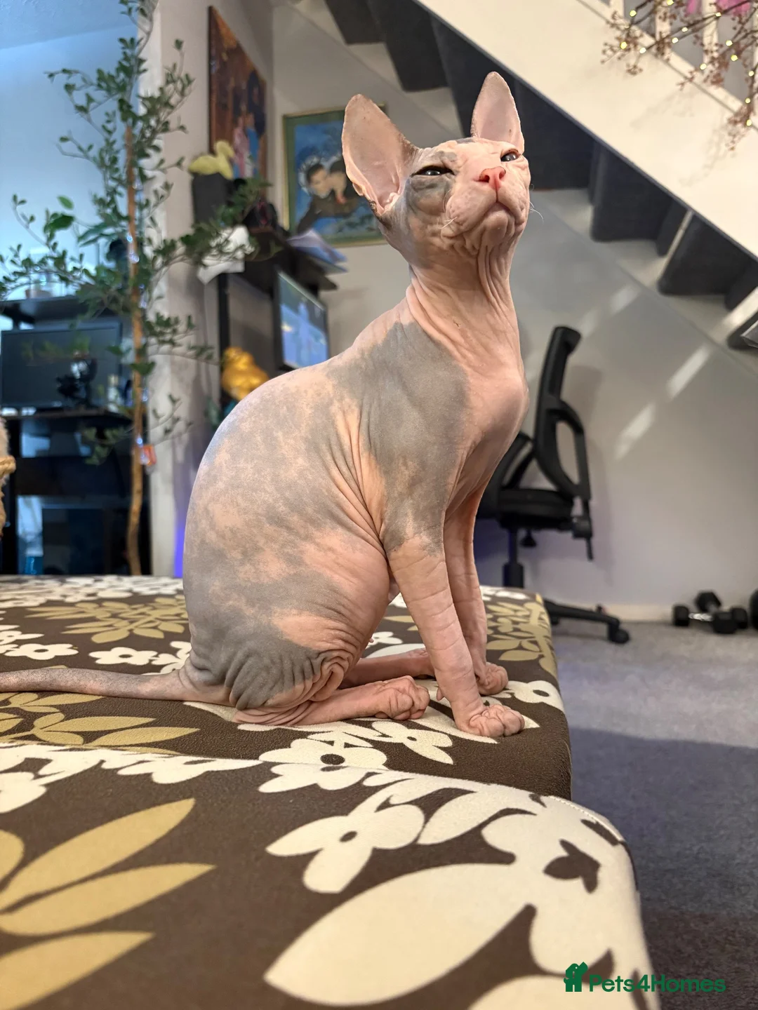 Sphynx cats for sale: Sphinx  - Advert 8