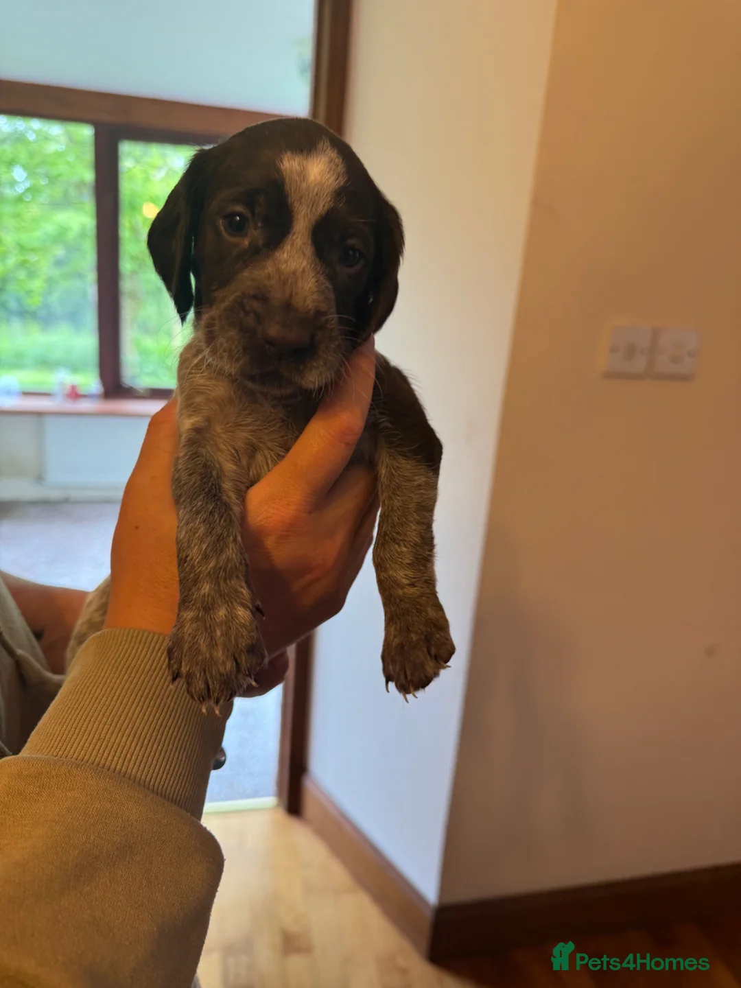 Mixed Breed dogs for sale: Beautiful sprointers  - Advert 13
