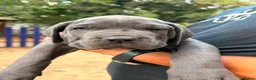 Cane Corso dogs for sale: Cane corso puppies - Advert 20