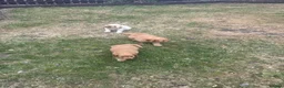 Maltipoo dogs for sale: Teddy bear maltipoo puppies  in Houghton le Spring - Advert 7