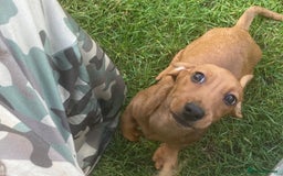 Dachshund dogs for sale: Dachshund pups - Image 6