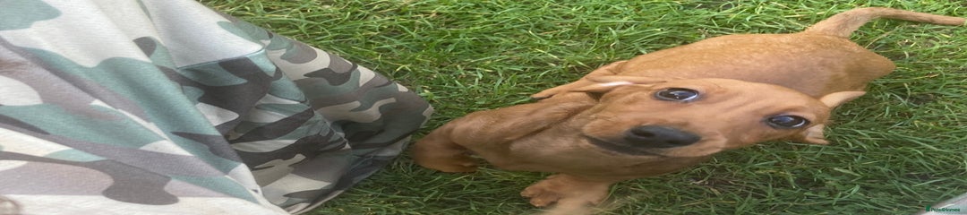 Dachshund Puppy 2