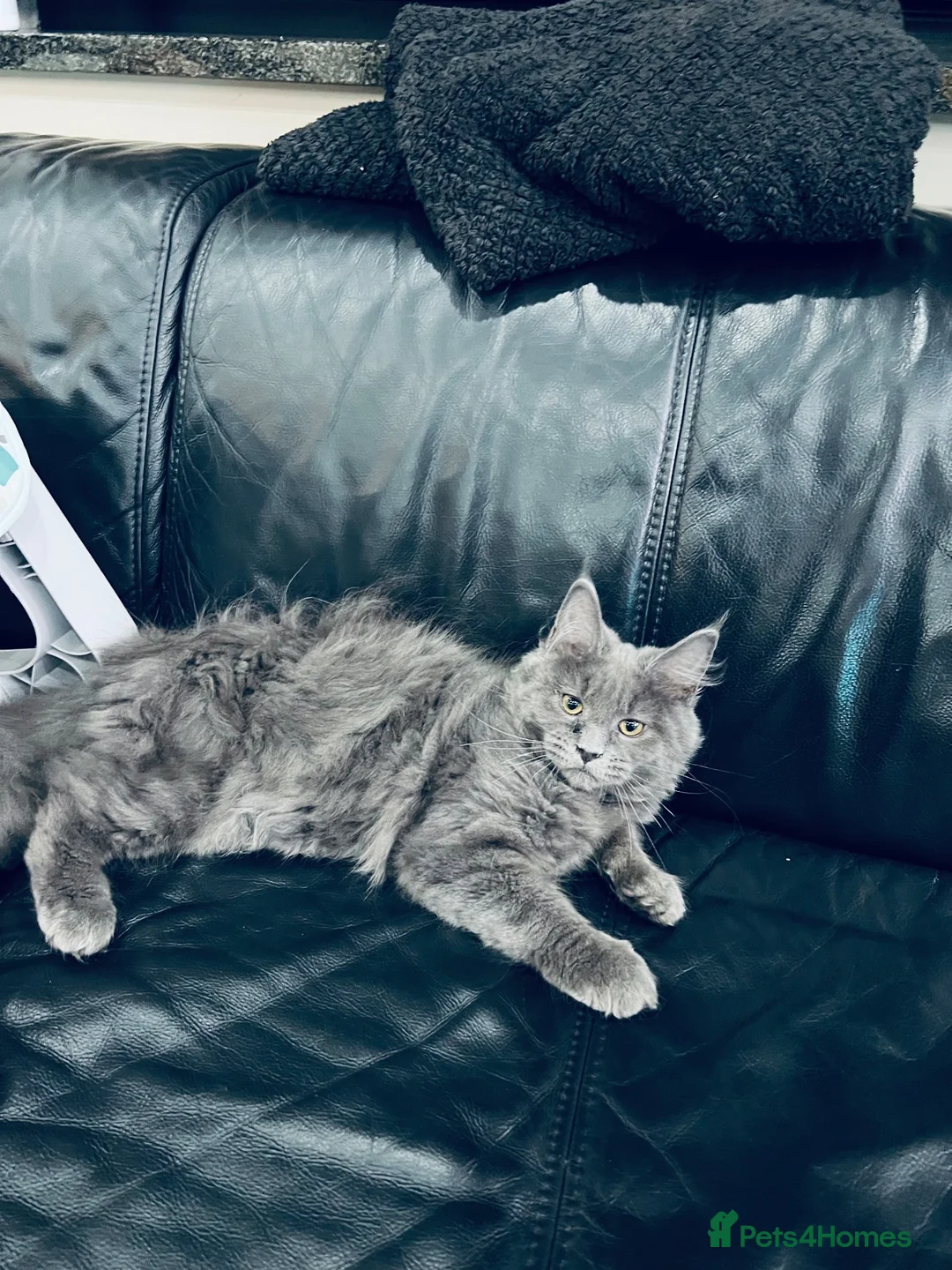 Maine Coon cats for sale: Blue Maine Coon  Kitten Girl from XXL Parents  - Advert 1