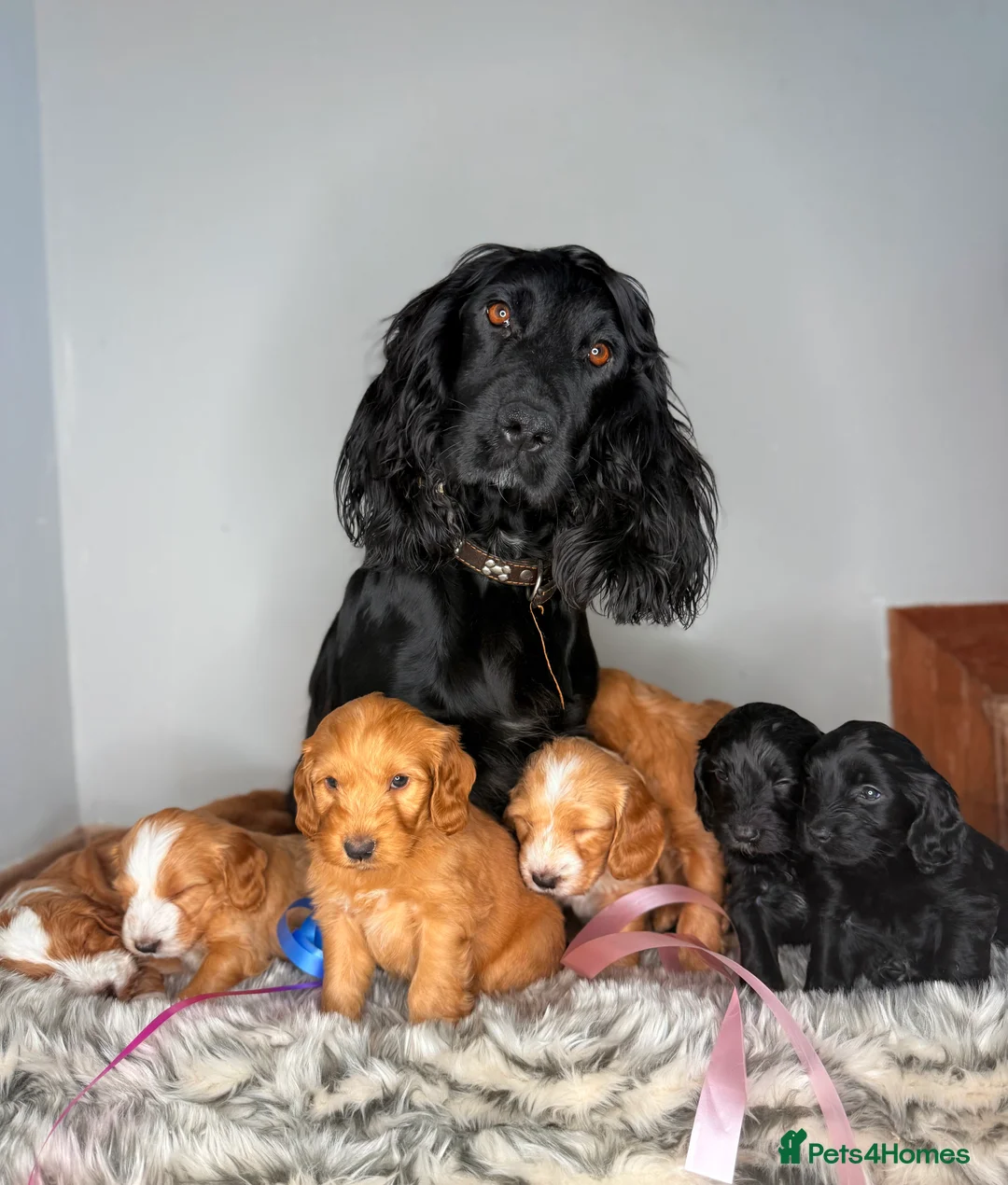 Australian Labradoodle dogs for sale: Australian labradoodle  - Advert 2