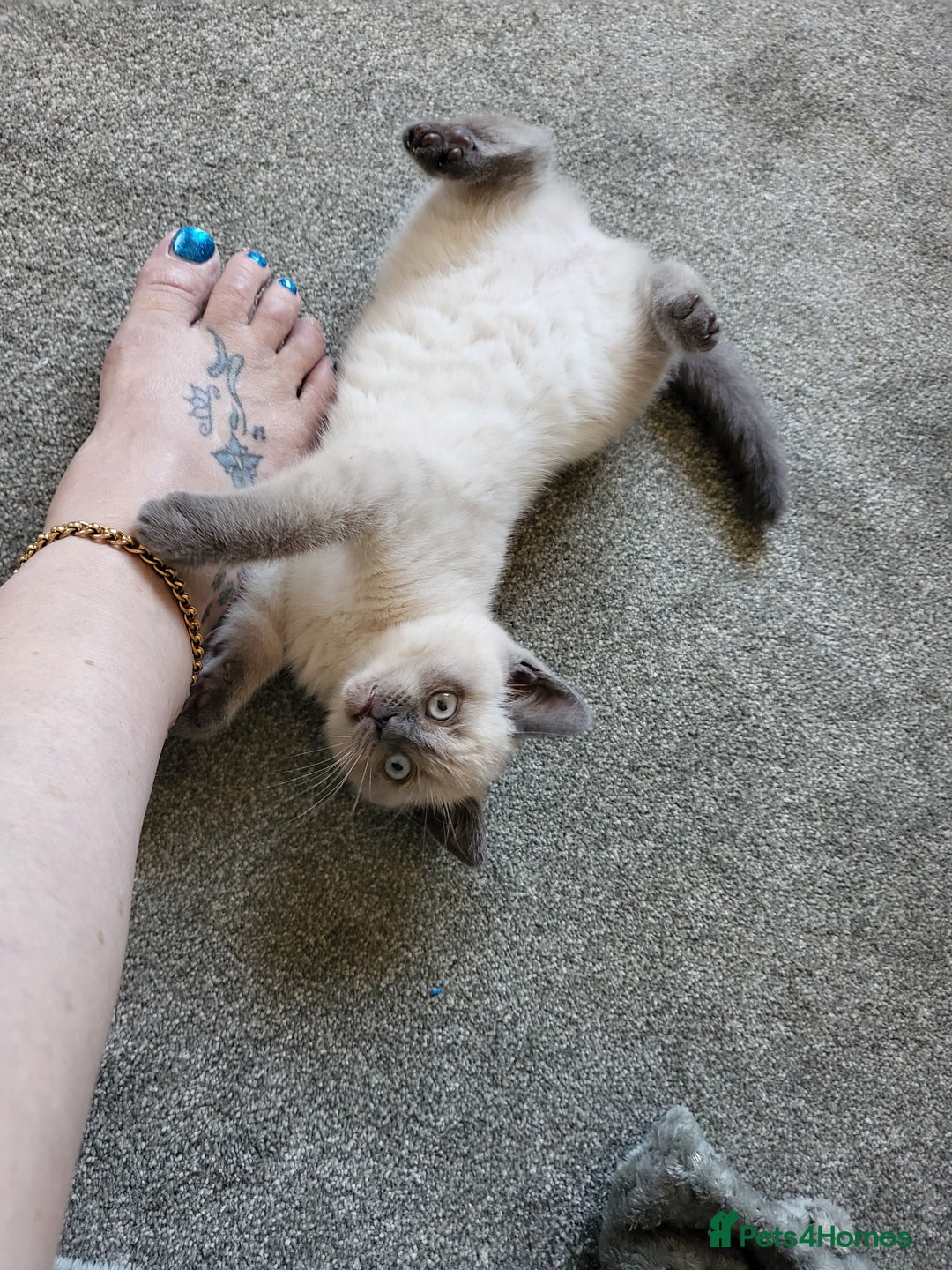 British Shorthair cats for sale: BSH FEMALE KITTEN - Image 7