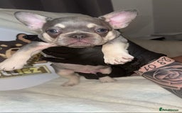 French Bulldog dogs for sale: French Bulldog puppies for sale - Image 8