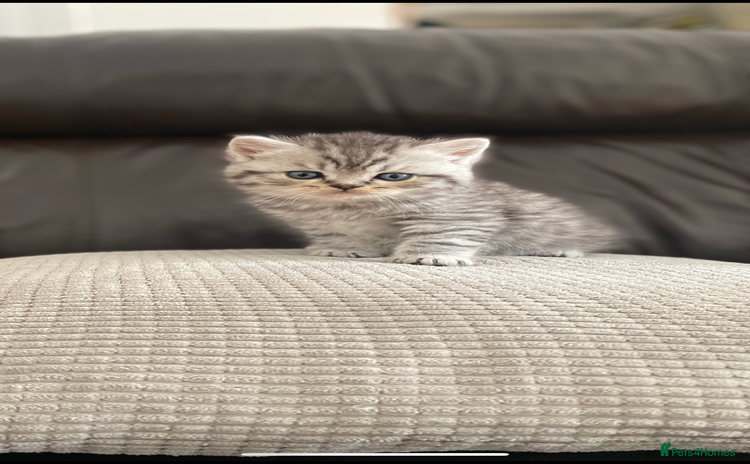 British Shorthair cats - Advert 15