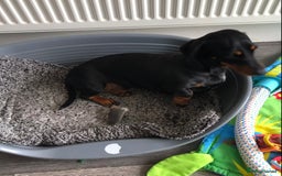 Miniature Dachshund dogs for sale: Miniature Dachshund  - Image 7