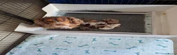 Cockalier dogs for sale: Health tested parents 5⭐️ breeder - Advert 4