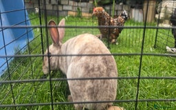 Rex rabbits for sale: 1 mini rex buck rabbits 12 months old - Image 5