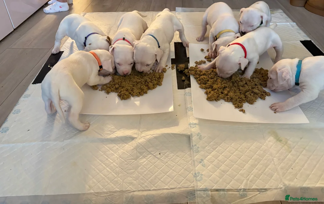 American Bulldog dogs for sale: American bulldog puppies  - Advert 32