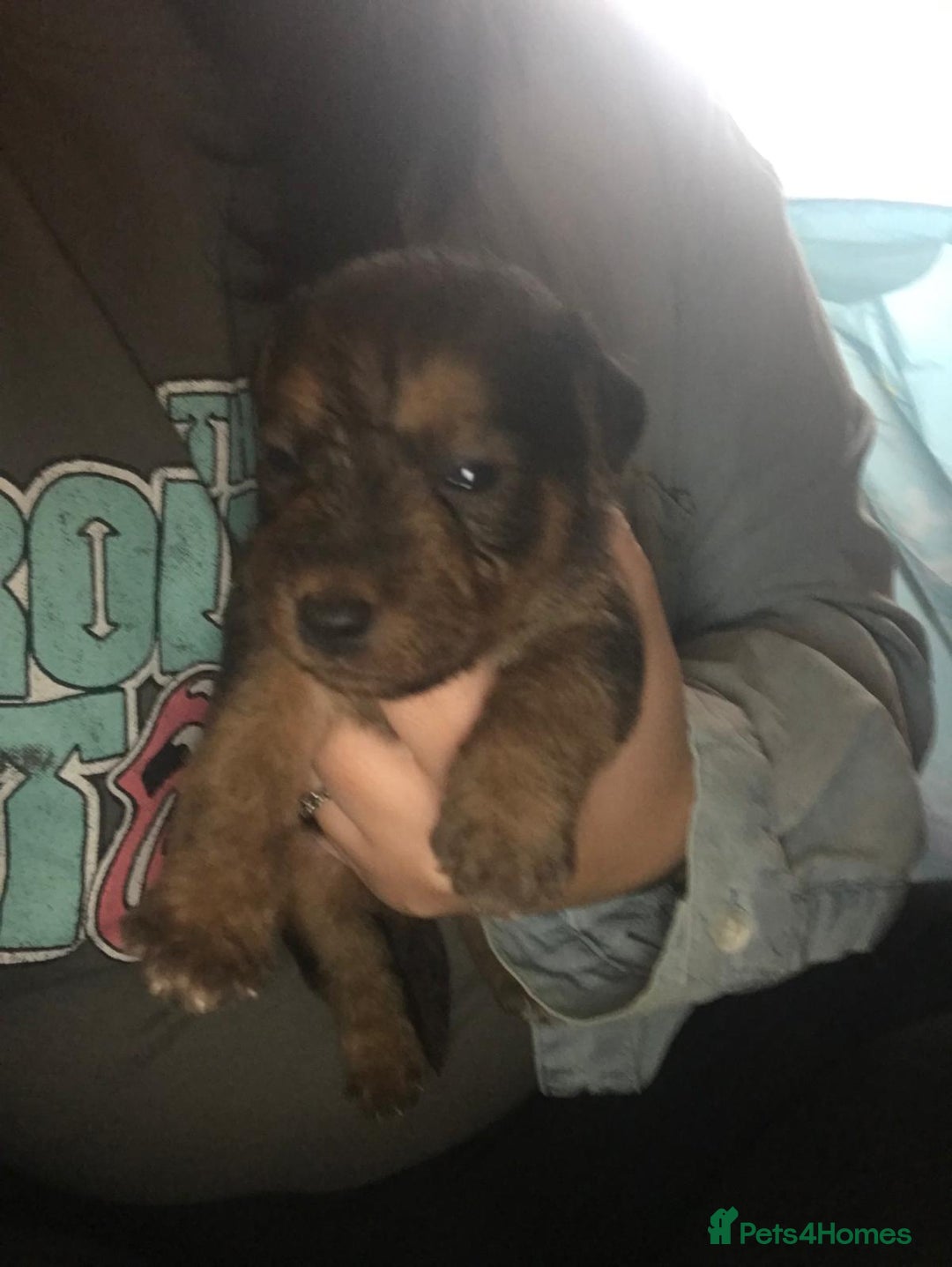 Jack Russell dogs for sale: Jack Russell puppies - Advert 4