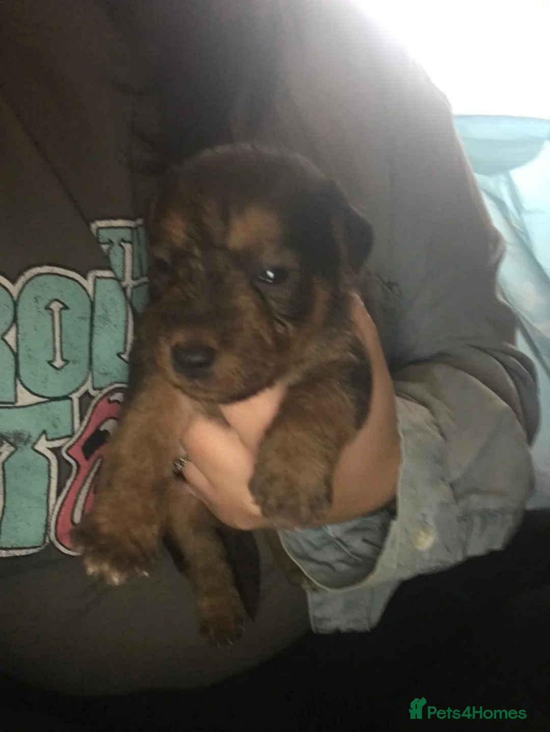 Jack Russell dogs for sale: Jack Russell puppies - Advert 4