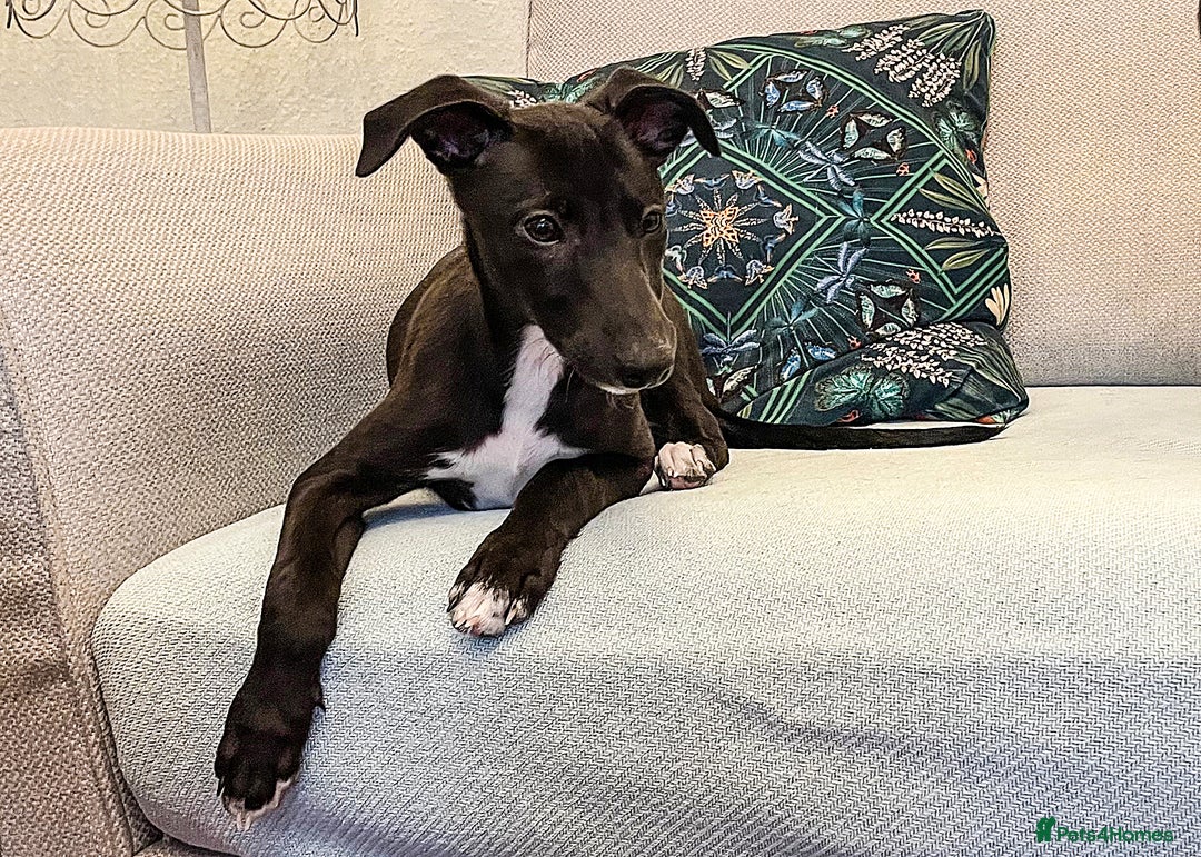 Whippet dogs for sale: Pedigree Whippet Purebred Girl now available - Image 4