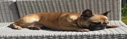 French Bulldog dogs for stud: Stud only  - Advert 5